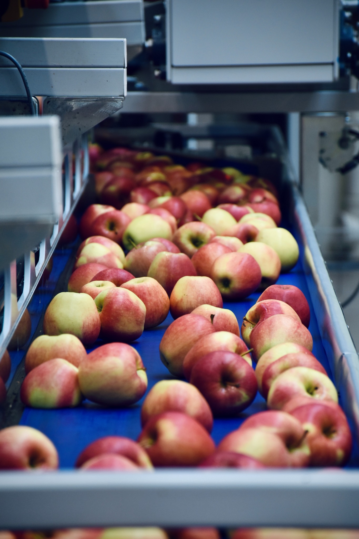 Automated apple inventory line